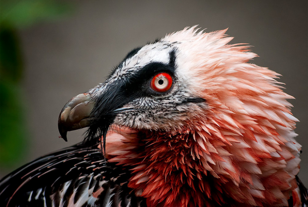 side profile of a bearded vulture