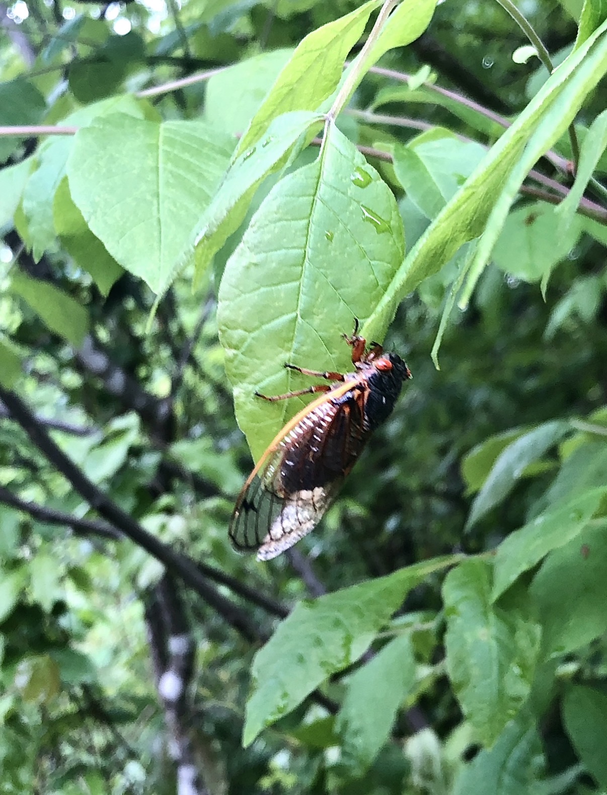 CICADA ON LEAF