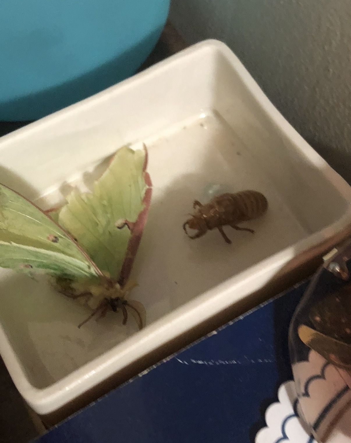 Moth and bug